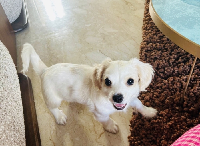 Adorable chiot mix a vendre