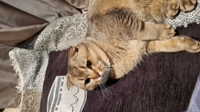 Chat Scottish Fold Male accouplement