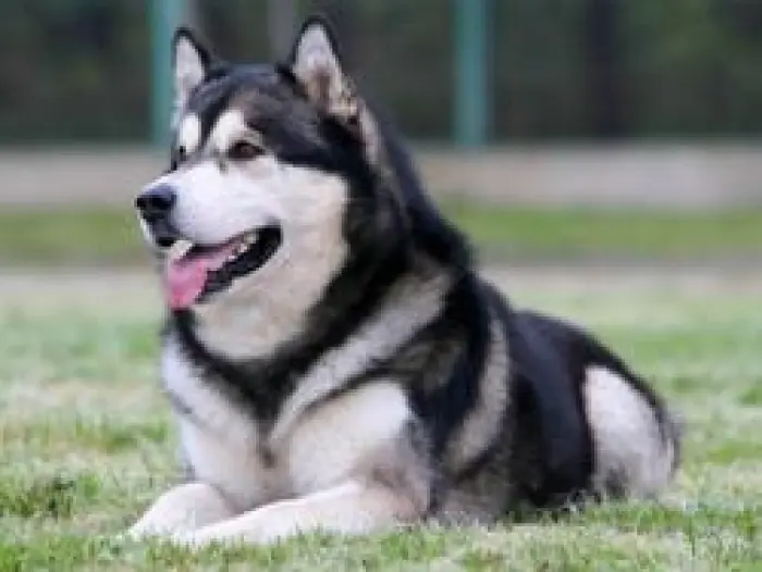 Malamute de l'Alaska
