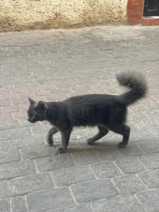 Neblung chats a marrakech