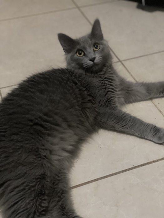 Chat Femelle Nebelung Poilue Gratuite