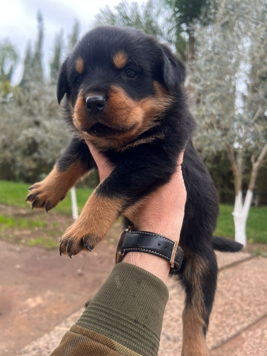 Rottweiller