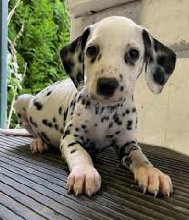 Chiots Dalmatien pure