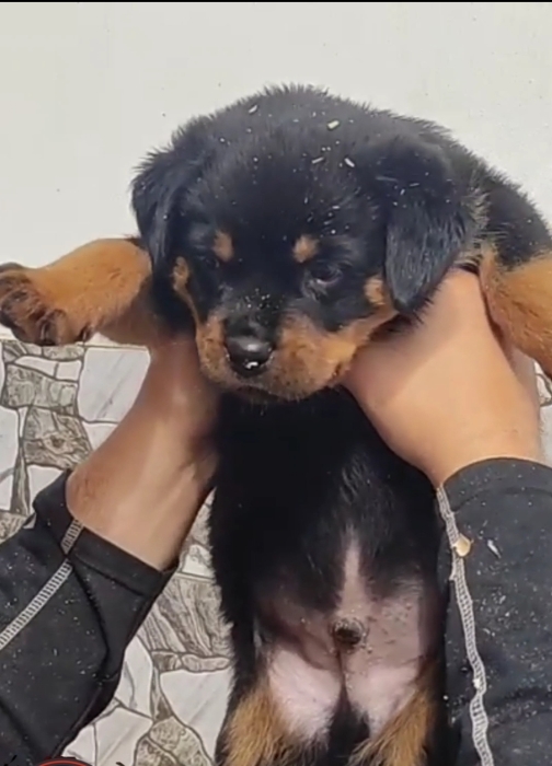 Chiots rottweiler à vendre