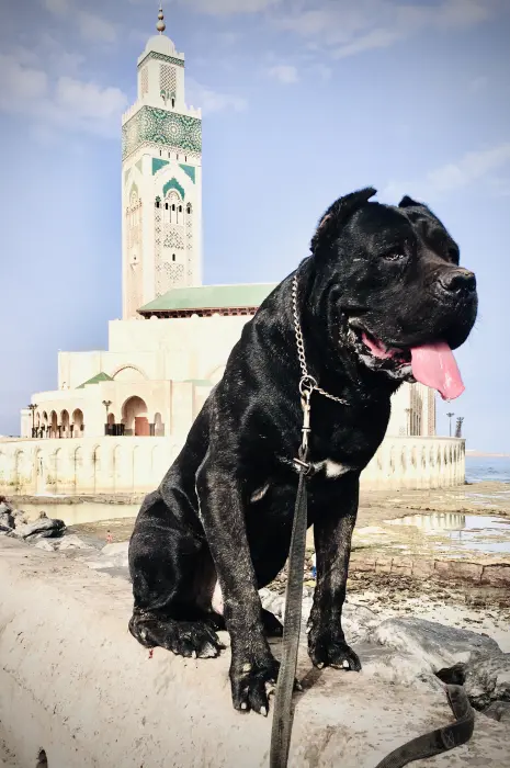 Cane corso grand gabarit pour accouplement