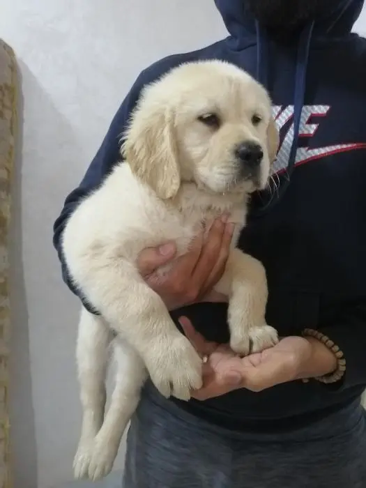 Chiots golden retriever