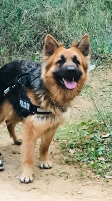 Chien berger allemand