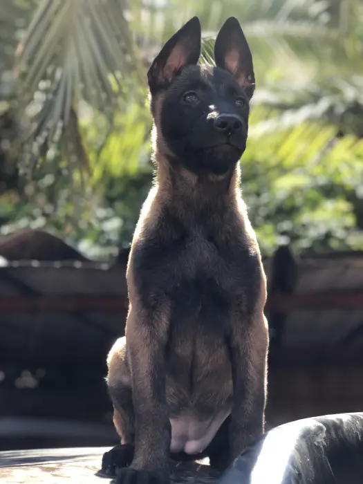 Malinois