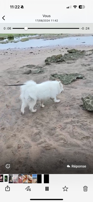 Samoyed femelle 8 mois chien casablanca