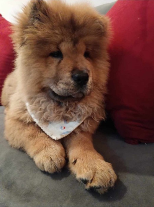 Chow Chow pure race