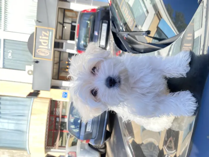 Bichon maltais pure race