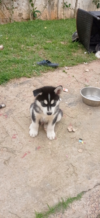 Chiot husky