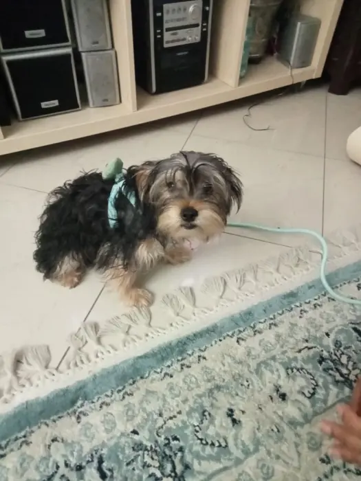 Vente d'un chiot Yorkshire Terrier mâle 6mois