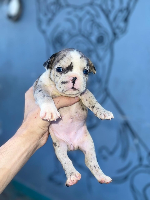 Bulldog Français exotic 🇫🇷
