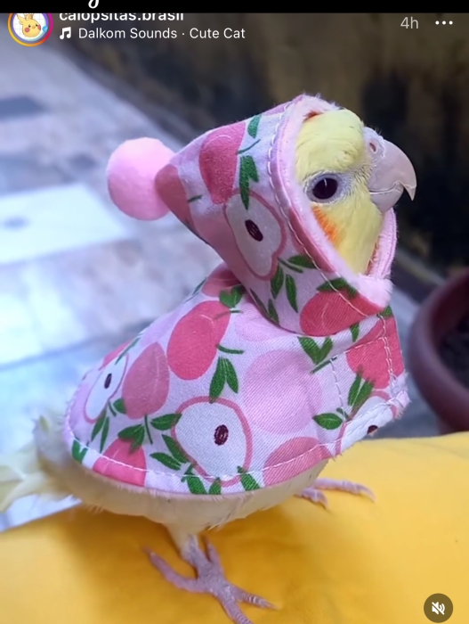 Calopsitte mdrisi zwin tbarklh (Casablanca)