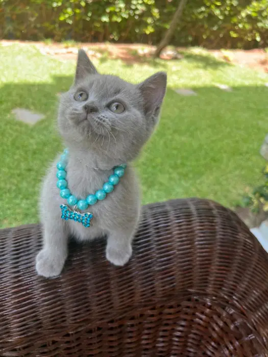 Chat british et scottish