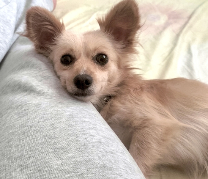 Chien pekinois croisé