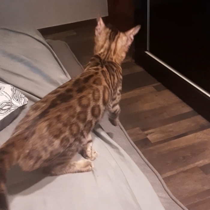 Bengal
