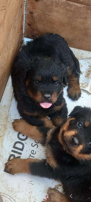 Rottweiler