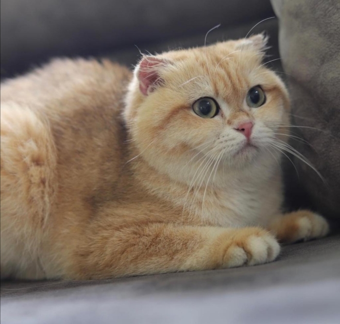 Scottish fold