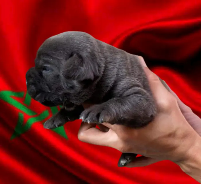 Disp chiot cane corso top d top