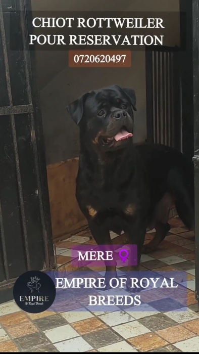 Chiots rottweiler pedigree à vendre