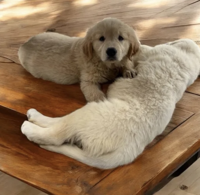 Chiots golden retriever