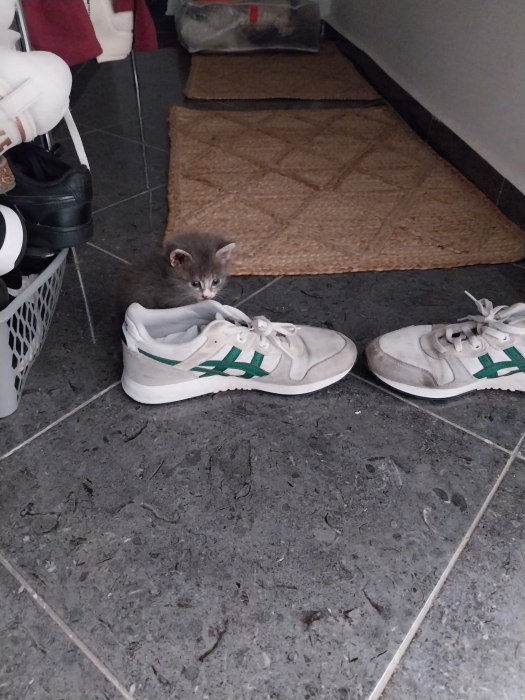 Donne 2 bébé chats