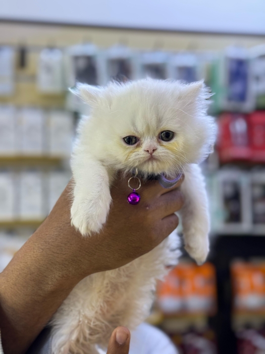 Chaton persan pure race