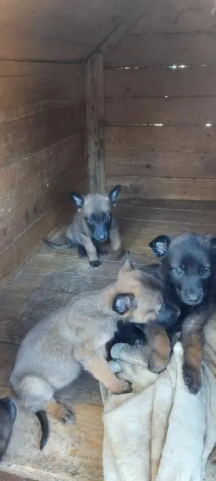 Chiots malinois à vendre pure race