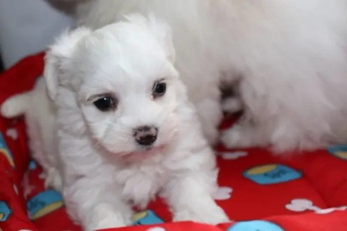 Chiots bichons maltais
