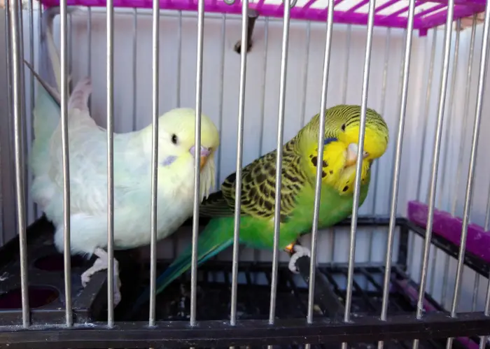 Péruch : texass, spangl, Grand, lutino...