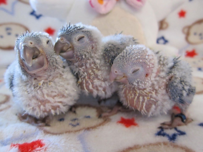 Conure Molinae Opaline red face  bebe