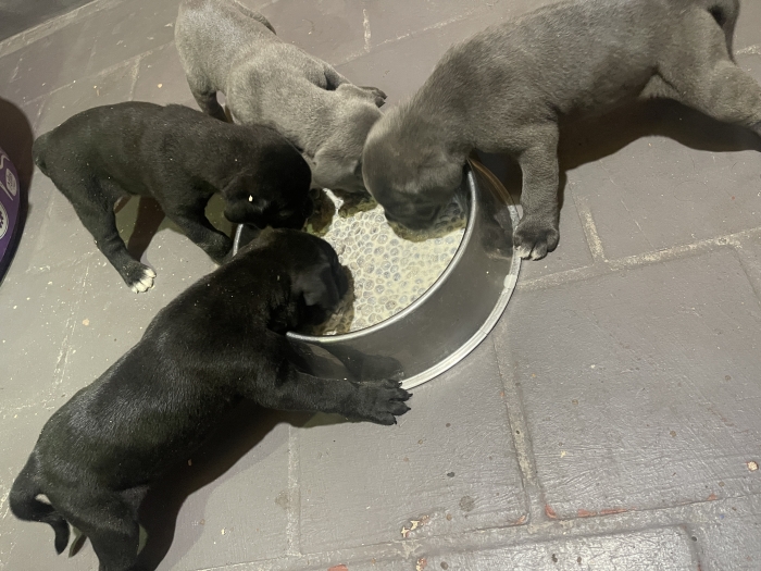 Chiots cane corso