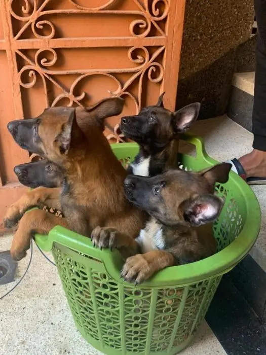 chiots malinois