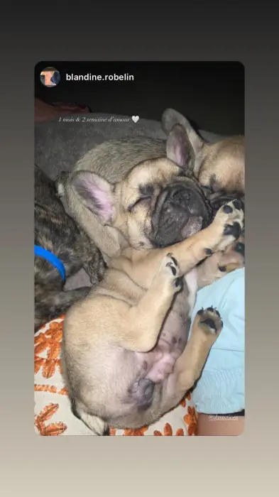 BOULEDOGUE FRANÇAIS