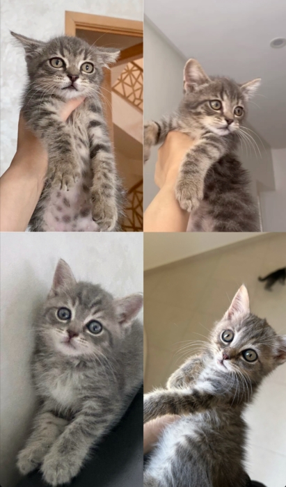 Scottish straight et fold