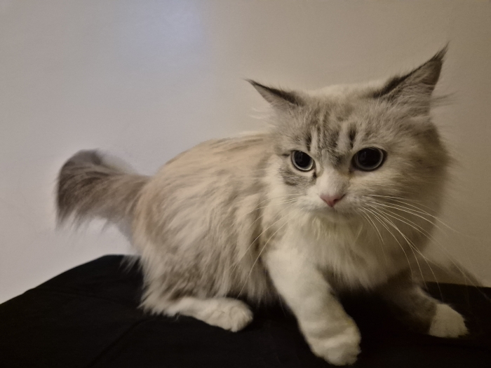 Ragdoll pour adoption