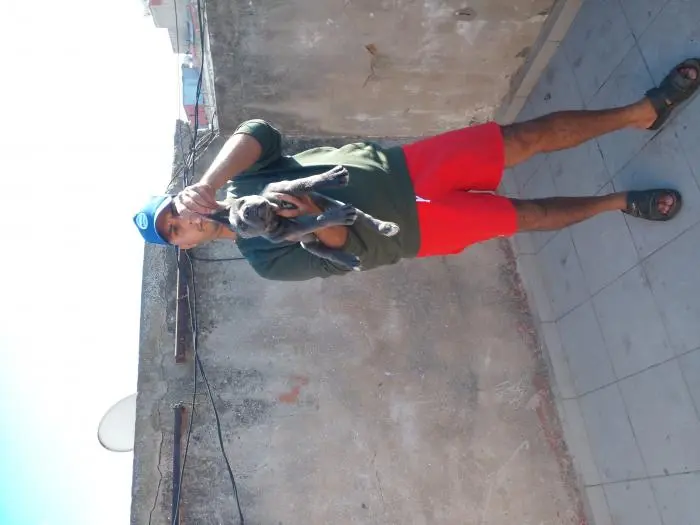 Disp chiot cane corso blue ag 55 j