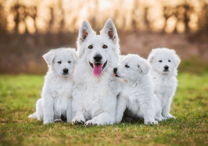 Chiots Berger suisse blanc