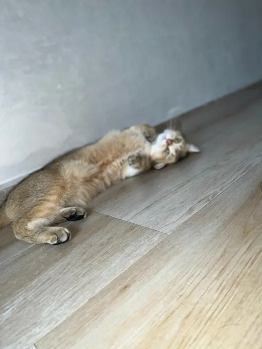 Accouplement british short hair