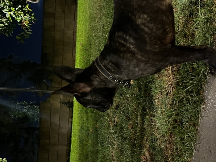 Magnifique Chiot Bouledogue Français Brindle (4 mois) - Vacciné