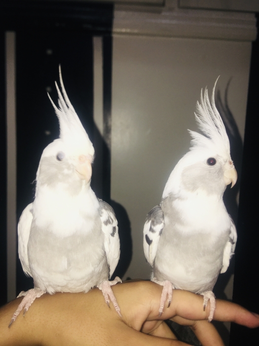 Oiseaux calop7 mdrisin mzyan casa