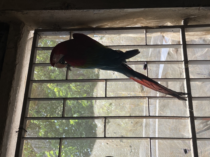 perroquet ara Avendre