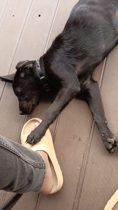 Labrador noire 3mois et demi