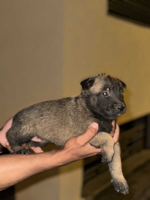 Malinois charbonnier