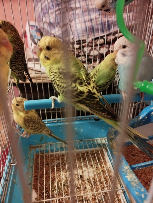 Oiseau perruche couple et canari