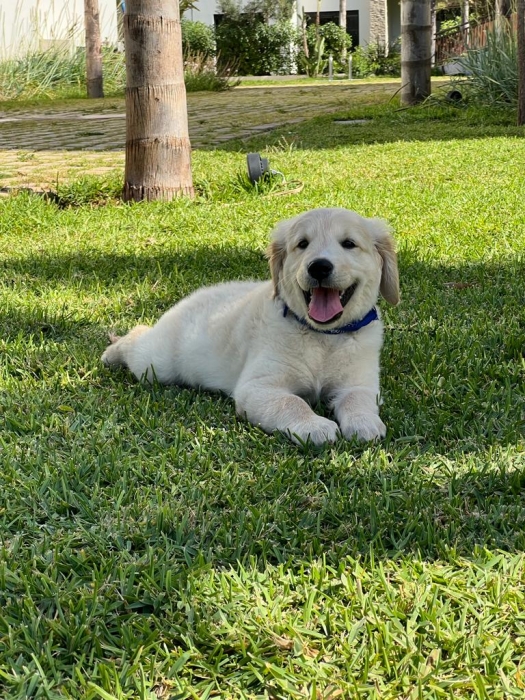 Golden Retreiver