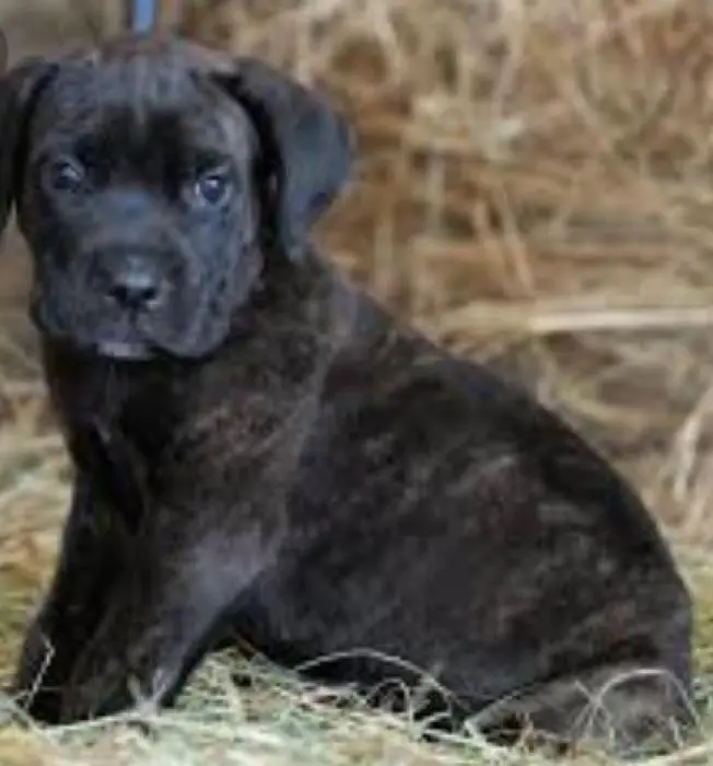 Cane corso