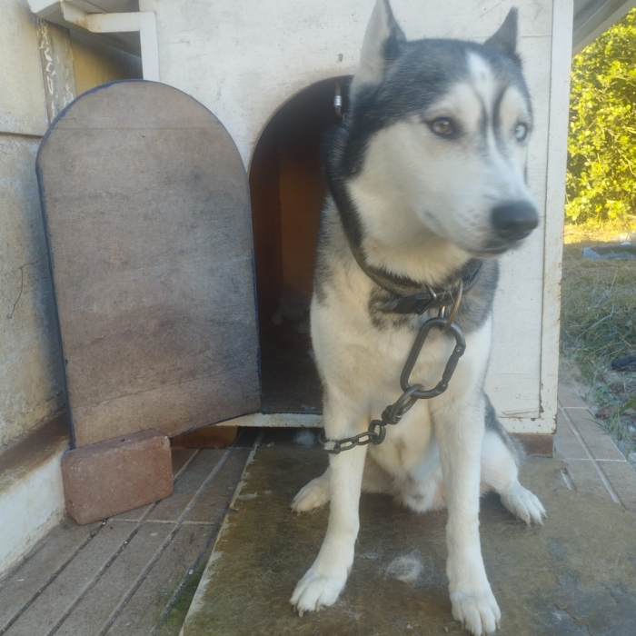 Vente d'un chien husky